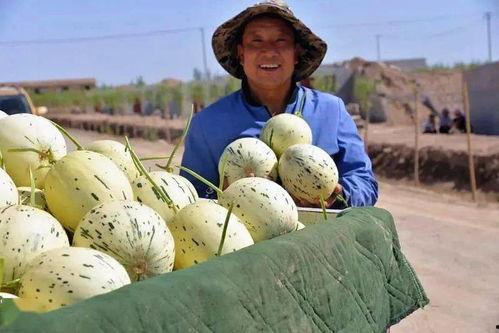 瓜州是不是免费吃瓜,免费瓜果盛宴，尽享甜蜜时光  第1张