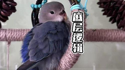 摸鸟视频在线观看,在线观看摸鸟视频，感受鸟类魅力瞬间  第2张